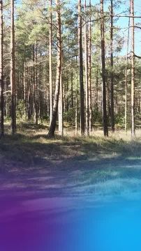 ����� �������� ������ ����������� ��� �������� CO ��� ������������ ��������