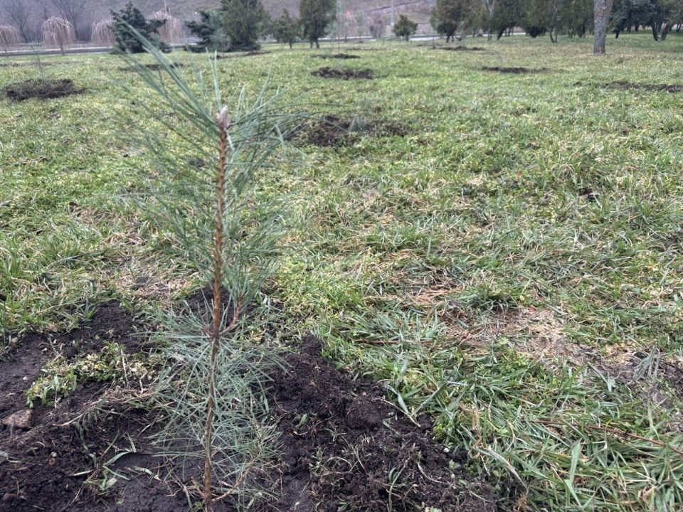 В Бердянске высадили саженцы сосен у мемориала «Вечный огонь»
