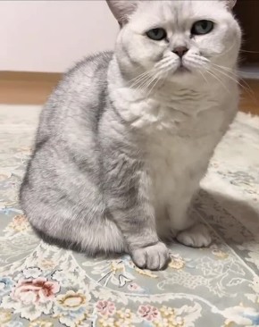 ���� ��������. � ���, � ���, ����� �� ������? �������������� �� ����������� ������� � MAX, Telegram � ��������� � �������� � ��������