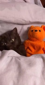 Вечер пятницы. Заканчиваем дела, удобно укладываемся и отдыхаем