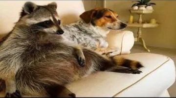 ������ ����, ������� ����������! ������ ����, ���������!