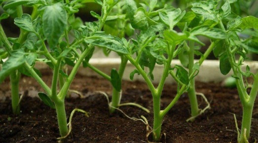 ������ ������ �����: ������� ��������� �� ��������� ������� ��� ������� �������