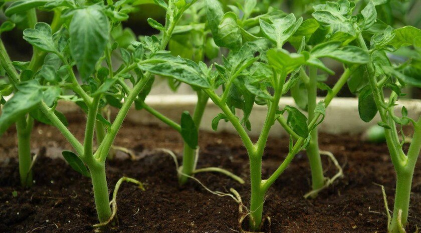 Сажать нельзя ждать: эксперт рассказал об идеальном времени для высадки томатов