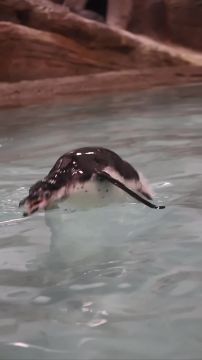 Пингвины из Новосибирского зоопарка показывают, как надо в понедельник окунаться с головой в работу