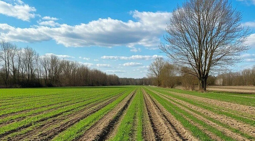 В Запорожской области завершили подкормку озимых культур