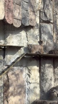 Утро манула Тимофея начинается с прогулки