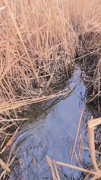 ������� ���� � ������ � ������ ������ ��������� ����� ����