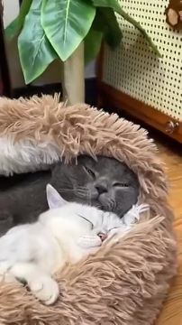 ���� ��������. ���������� ������������ � ��������