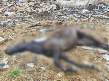 14 ������� ������� � ���������� ����� ���� ��� � �������� ����������� �������