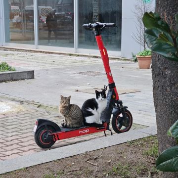 �� ������������ ���������� ������� ������������� ����������������