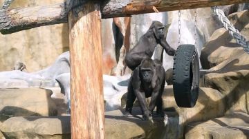 ��������� ������� ������� �� ��������