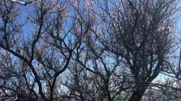 Абрикос зацвел в Бердянске — нежные розовые цветы уже украсили ветви