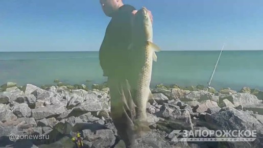 Промоина между Молочным лиманом и Азовским морем оживилась: начался долгожданный ход пеленгаса на икромет