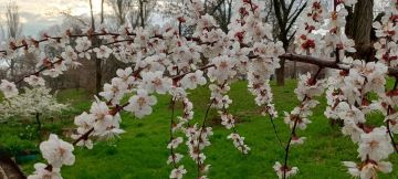 � ������ ����� ������������