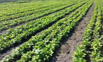 � �������� ������ ������� �������� �� ���������, ����������� ��� ���������� ������ ����������� �������