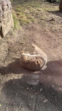 ������� ������� ����� ������� ������� �� ��������