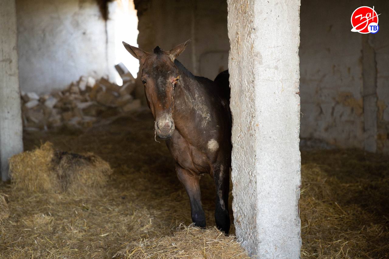 Ветеринары из Ростова приехали в Запорожскую область, чтобы помочь лошадям, которые пострадали в результате обстрела ВСУ