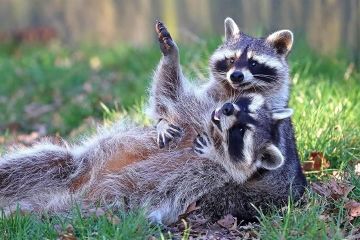 ������ ����, ������! �������� ��� ��� � ��������� ����������!