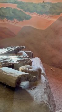 ����������� �����-�����-���� �� ������������