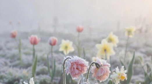 Аграриев Запорожской области и предупредили о заморозках