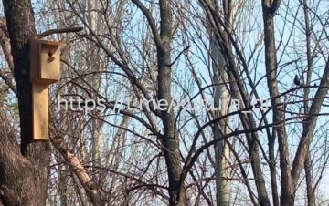 На территории Златопольского сельского клуба замечены признаки того, что наши старания не прошли даром — птицы начали активно заселять установленные для них скворечники