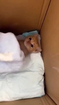 ����� ����. ����� ��������� �����������