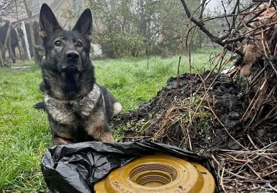 В запорожском селе у местного жителя нашли противотанковую мину