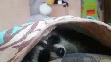 ������ ����, ������� ����������! ������ ����, ���������!