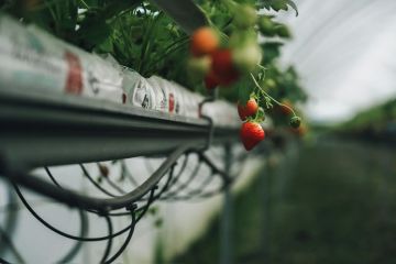 Стратегическое развитие АПК: КФХ «Ягодная долина» выкупило 28,6 га в г.о. Щёлково