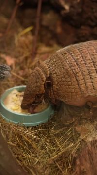 Чавкает, жует, шуршит. Шестипоясный броненосец Галя живет свою лучшую жизнь