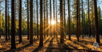 Экстренное предупреждение о высокой пожароопасности