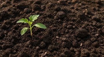 ������, �����������, �������������: �������� ����������, ��� ���������� ��� �����