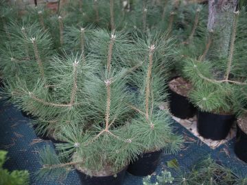 ������� ��������: ����������� ������� �������� 60 000 ������� ����� �������� ��� ���������� �������