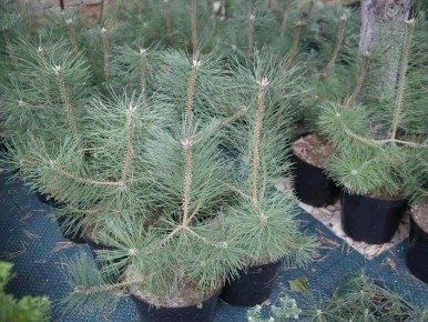 � ����������� ������� ��������� 60 ����� ������� ����� ��� ����������