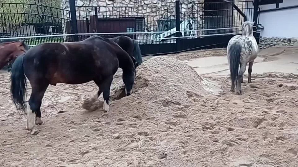 ��� �������� ���� ����������, ��� � ������������ ���� ��������, ��� �������� ������