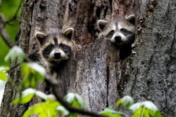 ������ ����, ������! �������� ��� ��� � ��������� ����������!