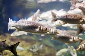 ����� 100 ����� �������� ������������ ������ � ������� ��������