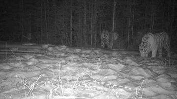 �������-���������� ����� ������