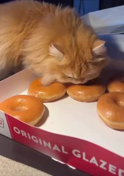 ���, �������. ���������� ��� ����� �������