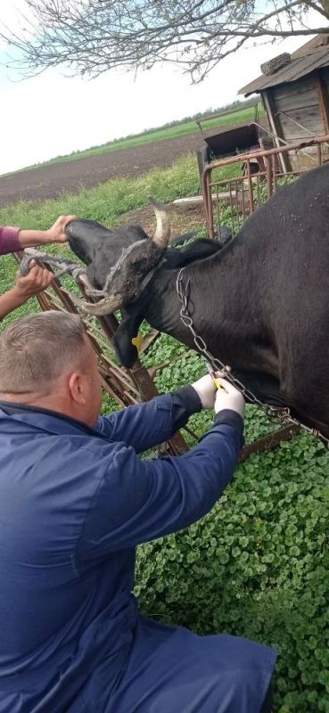 В Черниговском муниципальном округе Запорожской области продолжаются плановые ветеринарные мероприятия