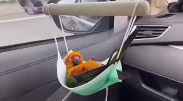 ���� �����������. �������� � ����� ����� ��������������