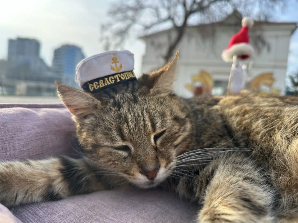 Доброе утро от севастопольского котика!