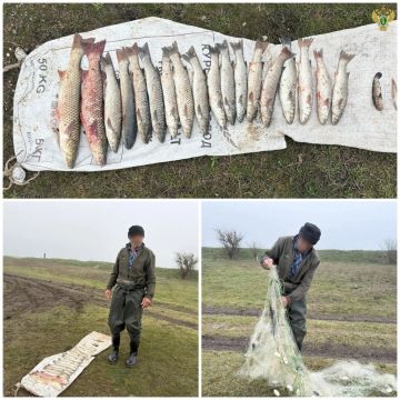 Жителя Приазовского района будут судить за вылов рыбы в местах нереста