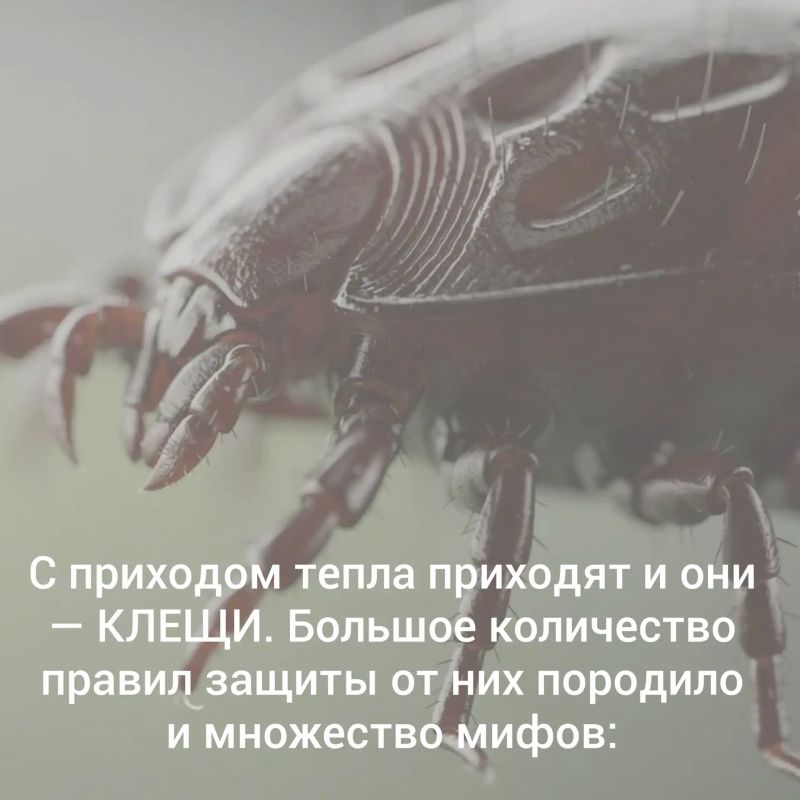 Клещи не спят: как защитить себя и детей