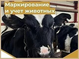 Уважаемые сельхозпроизводители и владельцы ЛПХ!