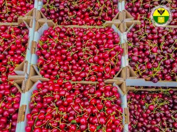 На территории городского округа Мелитополь началась уборка ранней плодовой продукции