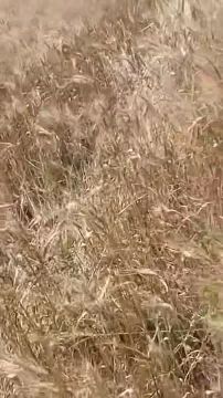 ��� �� ������: ���������� ����� �������� ������� ���� ���������