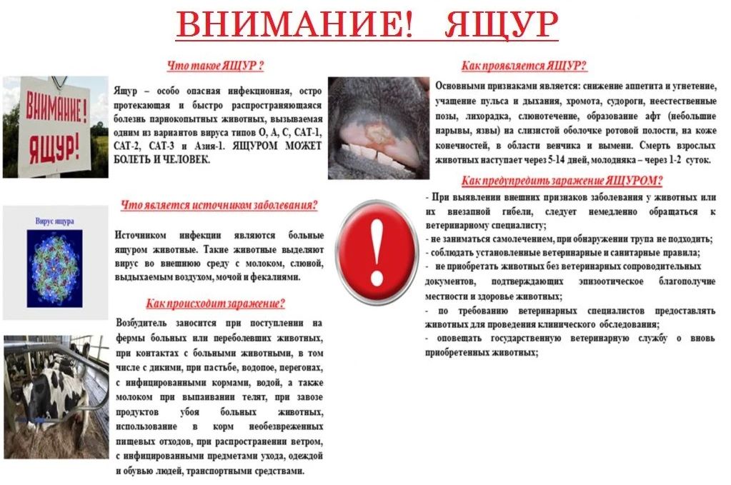 Ящур (афтозная лихорадка) – острое вирусное заболевание, передающееся человеку от больных животных