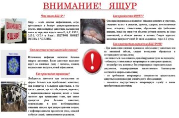 Ящур (афтозная лихорадка) – острое вирусное заболевание, передающееся человеку от больных животных