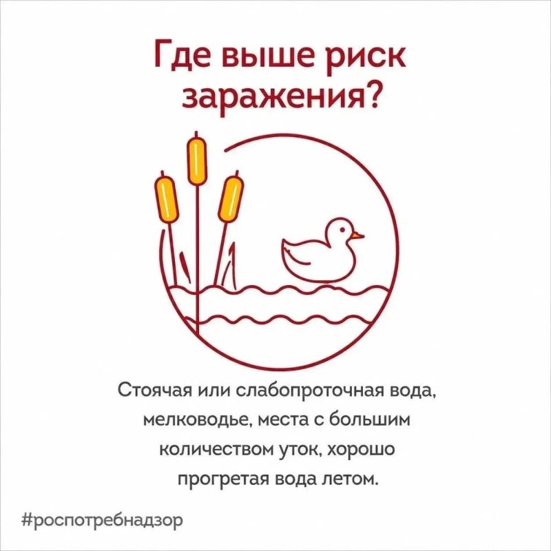 Безопасное купание: Роспотребнадзор информирует о мерах профилактики церкариального дерматита